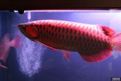 紅龍魚最貴的一條多少錢一只啊：紅龍魚價格多少錢一條