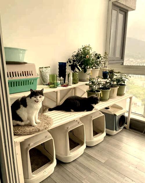 寵物貓和龍貓共養需要準備哪些物品？