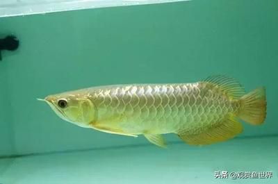 龍魚側游是什么樣的：龍魚側游是一個復雜的問題，