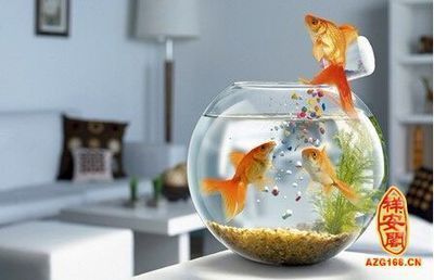 萊州市金鮭水族有限公司（萊州市金鮭水族有限公司電話）
