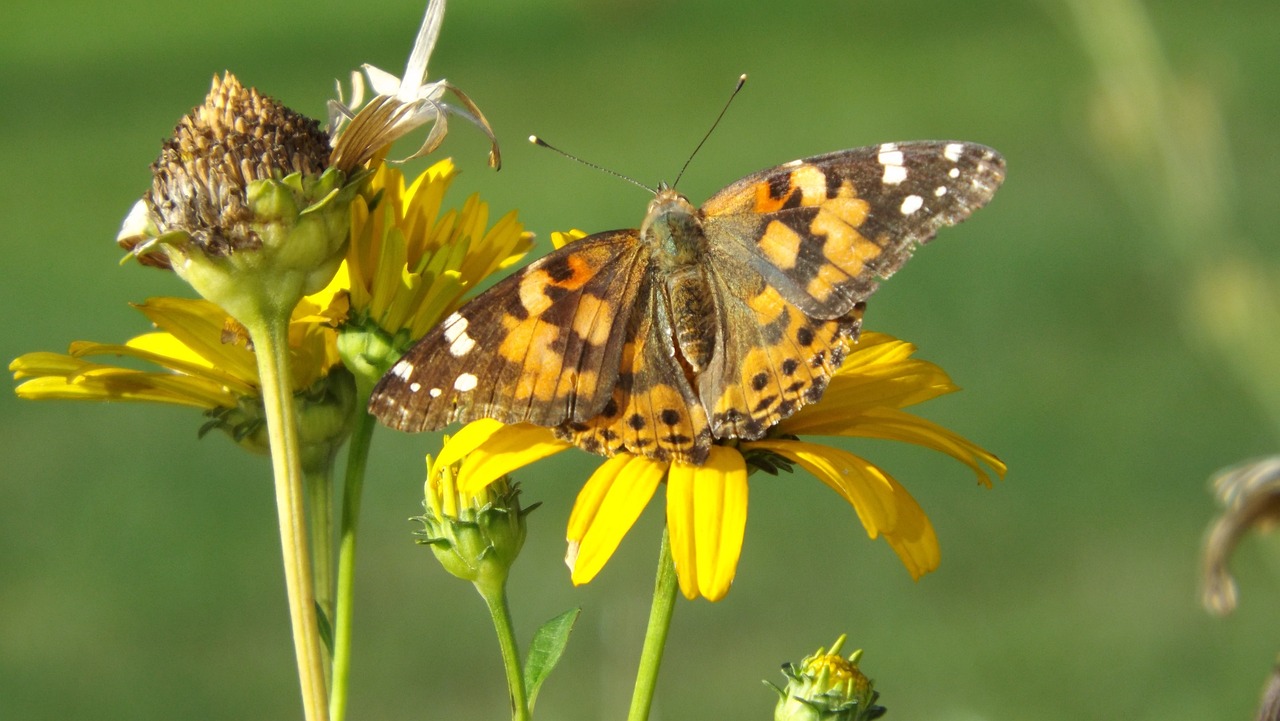 博羅縣楊僑鎮恒與信寵物用品店