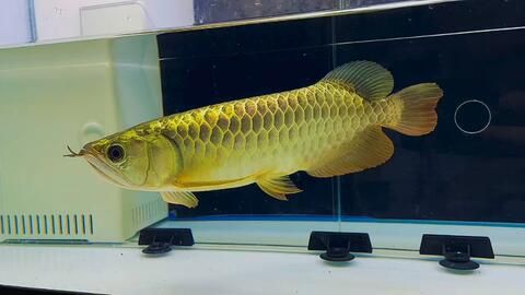 金龍魚30厘米的表現(xiàn)：金龍魚在30厘米時價格、發(fā)色情況、生長速度和喂食量都有一定的特點