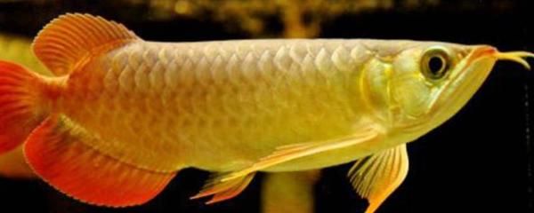 金龍魚樣子怎么寫（書寫金龍魚的建議）