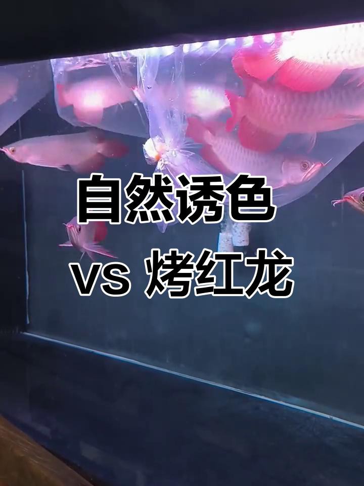 烤色紅龍魚的價格是多少？
