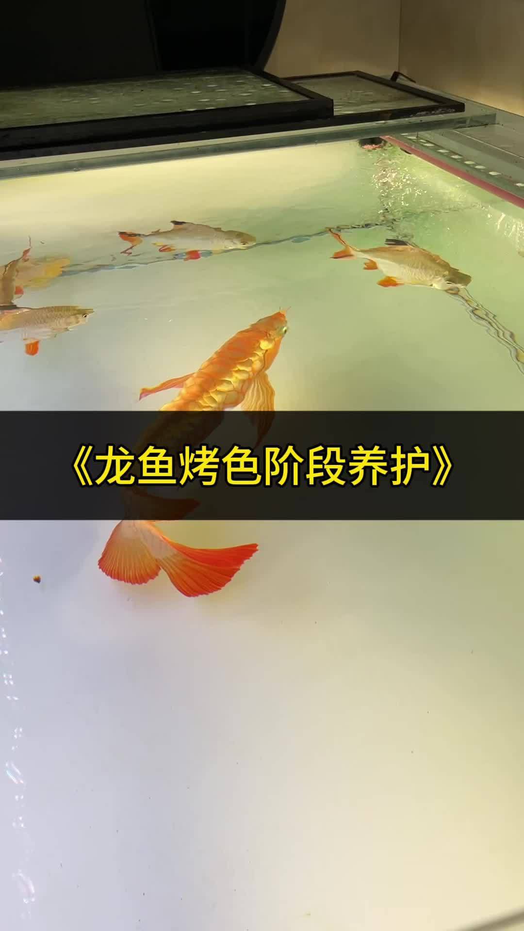 烤色紅龍魚的價格是多少？
