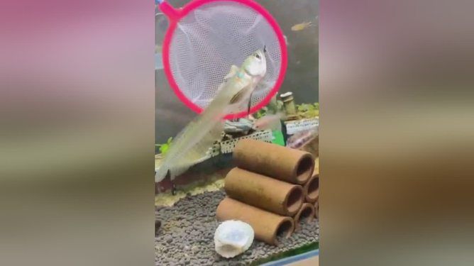 龍魚可以多久不換水會死，龍魚可以多久不換水會死死：龍魚可以多久不換水會死亡