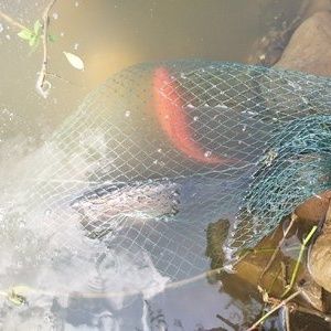 釣魚發燒友紅龍魚，紅龍魚最佳飼養水溫，紅龍魚發色過程詳解