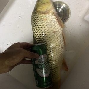 釣魚發燒友紅龍魚，紅龍魚最佳飼養水溫，紅龍魚發色過程詳解