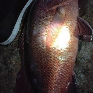 釣魚發燒友紅龍魚，紅龍魚最佳飼養水溫，紅龍魚發色過程詳解