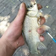 釣魚發燒友紅龍魚，紅龍魚最佳飼養水溫，紅龍魚發色過程詳解