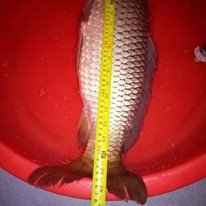 釣魚發燒友紅龍魚，紅龍魚最佳飼養水溫，紅龍魚發色過程詳解