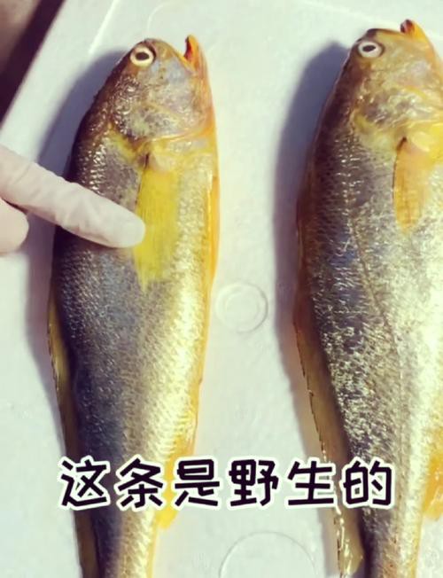 如何辨別野生和養殖黃龍海水魚？