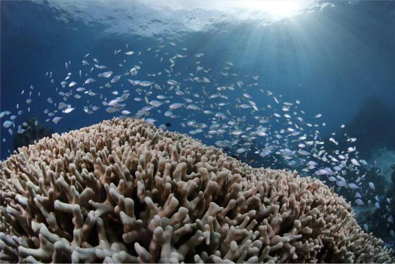 如何辨別野生和養殖黃龍海水魚？