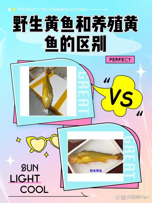 如何辨別野生和養殖黃龍海水魚？
