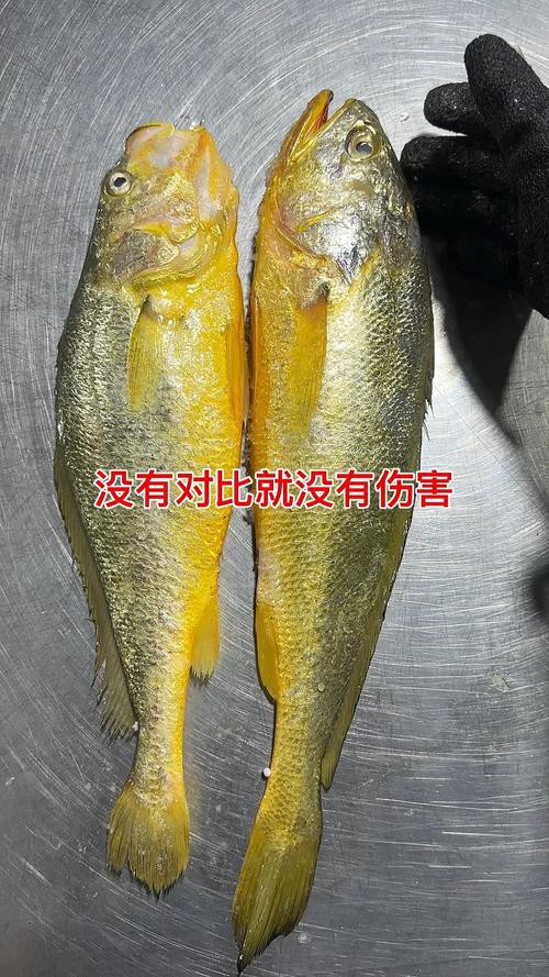 如何辨別野生和養殖黃龍海水魚？