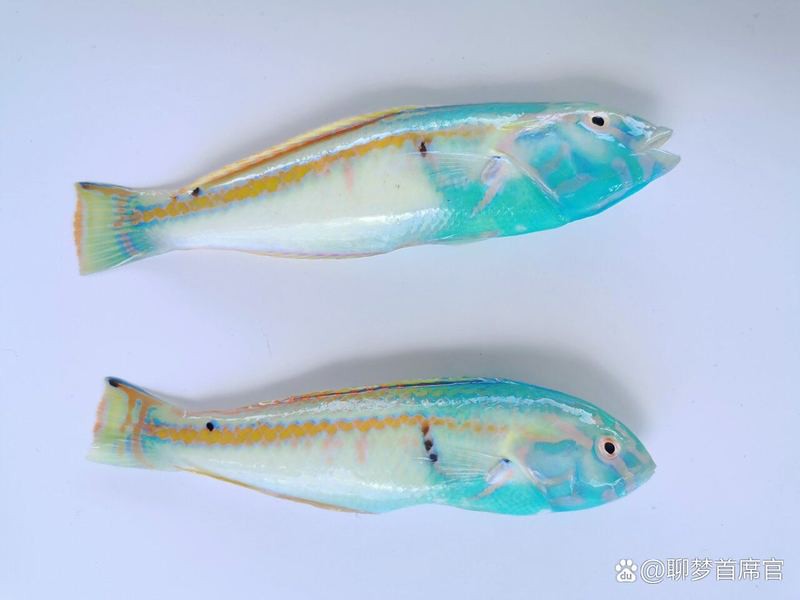 如何辨別野生和養殖黃龍海水魚？