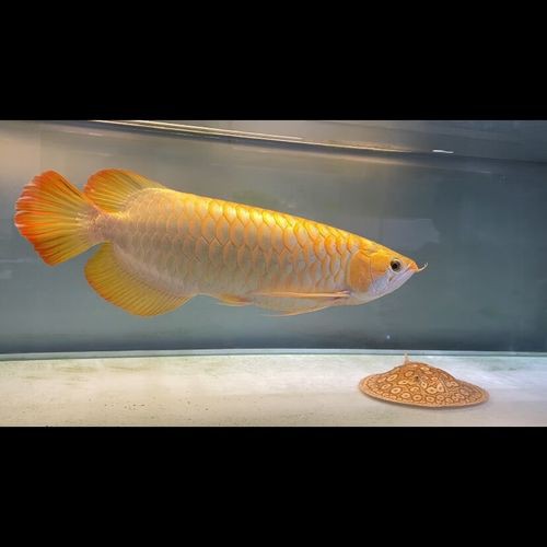 泰國紅龍魚