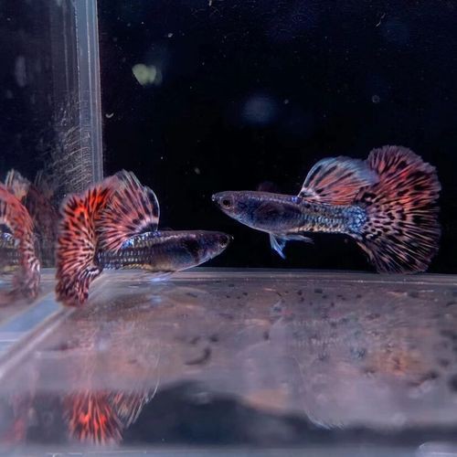 泰國紅龍魚