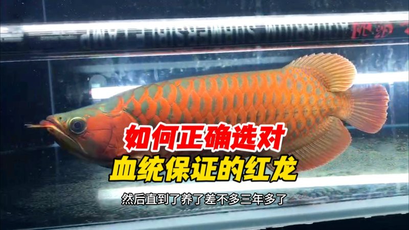 泰國紅龍魚