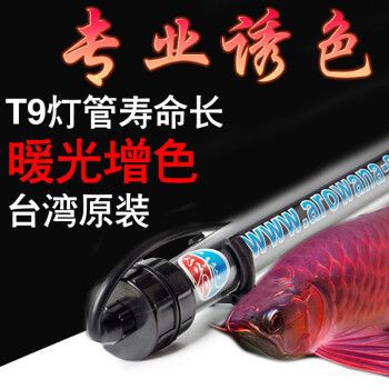 龍魚突然劇烈撞缸了：銀龍魚撞缸的原因及解決方法