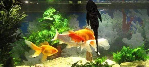 大慶市讓胡路區龍五水族店（大慶讓胡路水族館）