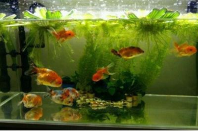 新龍魚入缸多久換水比較好：新龍魚入缸多久換水