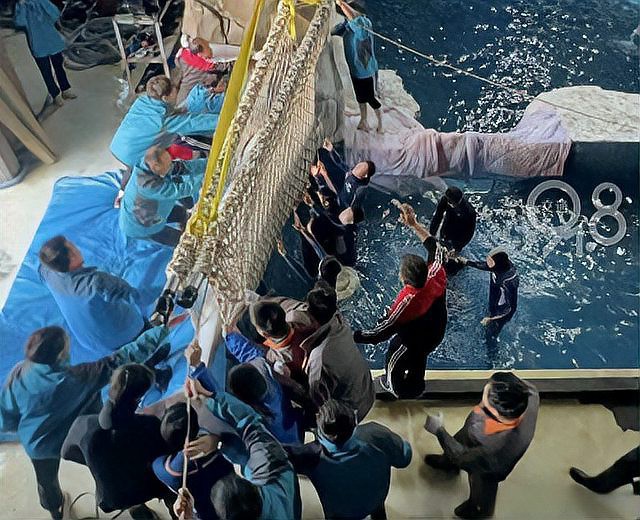 杭州龍魚搬遷到哪里了