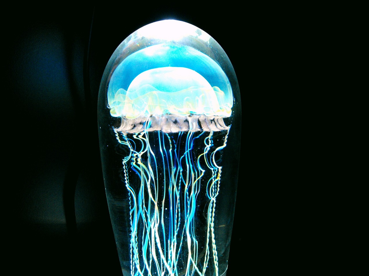 婁底市婁星區華源水族館 （婁底市婁星區華源水族館電話）
