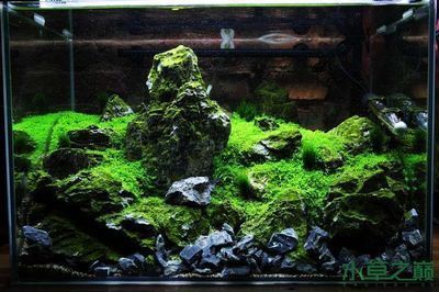 蘇州高新區龍海水族工藝品經營部（蘇州高新區龍海水族工藝品經營部地址） 蘇州高新區龍海水族工藝品經營部（蘇州高新區龍海水族工藝品經營部地址） 全國水族館企業名錄