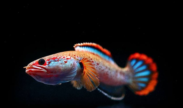 日照市東港區樂福花卉水族店（日照市東港區樂福花卉水族店電話）