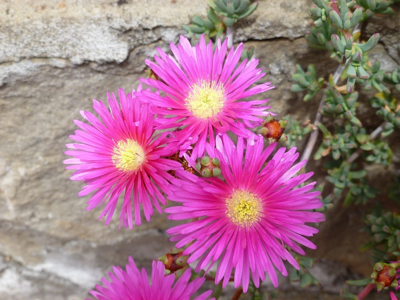 佛山市南海區花之林花店