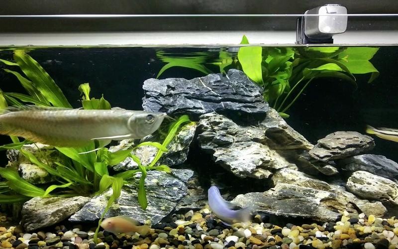 銀龍魚跟什么魚混養最好呢