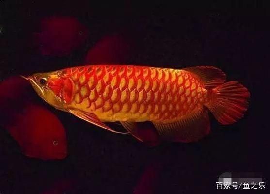 龍魚疾病的預(yù)防和治療措施視頻：龍魚疾病的預(yù)防及治療方法