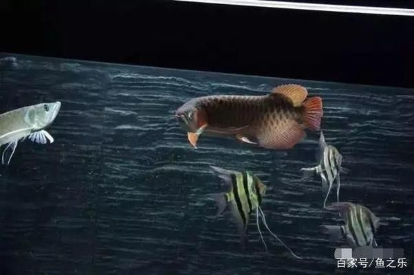 龍魚疾病的預(yù)防和治療措施視頻：龍魚疾病的預(yù)防及治療方法