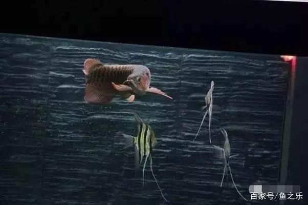 龍魚疾病的預(yù)防和治療措施視頻：龍魚疾病的預(yù)防及治療方法