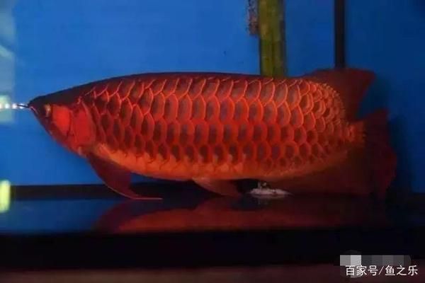 龍魚疾病的預(yù)防和治療措施視頻：龍魚疾病的預(yù)防及治療方法