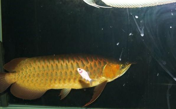 龍魚(yú)嘴唇撞破了怎么辦