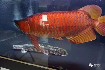 龍魚在國外是食用魚嗎為什么:龍魚在國外是否作為食用魚, 龍魚百科 第1張 龍魚在國外是食用魚嗎為什么:龍魚在國外是否作為食用魚, 龍魚在國外是食用魚嗎為什么:龍魚在國外是否作為食用魚, 龍魚百科 第1張