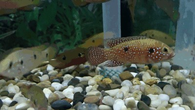 龍魚在國外是食用魚嗎為什么:龍魚在國外是否作為食用魚, 龍魚百科 第5張 龍魚在國外是食用魚嗎為什么:龍魚在國外是否作為食用魚, 龍魚在國外是食用魚嗎為什么:龍魚在國外是否作為食用魚, 龍魚百科 第5張