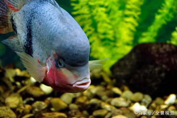 大連猛哥水族科技有限公司（大連猛哥水族科技有限公司怎么樣）