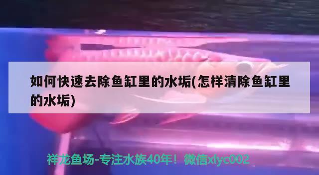 張家港市楊舍西城一海一缸水族店