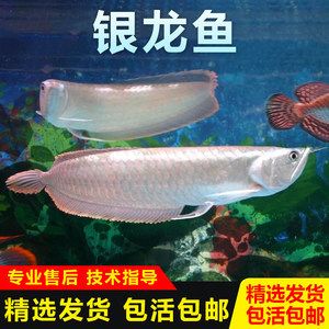 紅色銀龍魚多少錢一條（\"銀龍魚什么顏色最貴銀龍魚價格多少錢一只）