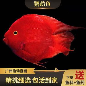紅色銀龍魚多少錢一條（\"銀龍魚什么顏色最貴銀龍魚價格多少錢一只）
