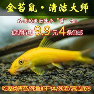 龍魚配魚有哪些底層(在選擇龍魚的底層配魚時需要綜合考慮魚的體型、食性和對水質的要求) 龍魚百科 第4張 龍魚配魚有哪些底層(在選擇龍魚的底層配魚時需要綜合考慮魚的體型、食性和對水質的要求) 龍魚配魚有哪些底層(在選擇龍魚的底層配魚時需要綜合考慮魚的體型、食性和對水質的要求) 龍魚百科 第4張