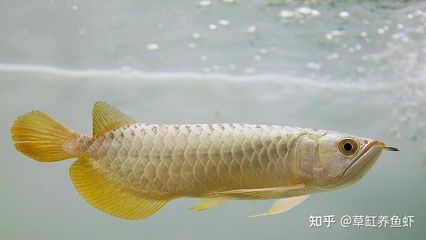 龍魚喂太飽了什么樣子：龍魚喂太飽會有什么表現 龍魚喂太飽了什么樣子：龍魚喂太飽會有什么表現 龍魚百科 第3張