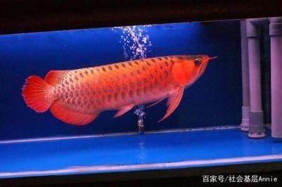 養龍魚一般養幾條最好：家里養龍魚的最佳數量應該是單數，具體數量應該是單數 養龍魚一般養幾條最好：家里養龍魚的最佳數量應該是單數，具體數量應該是單數 龍魚百科 第1張