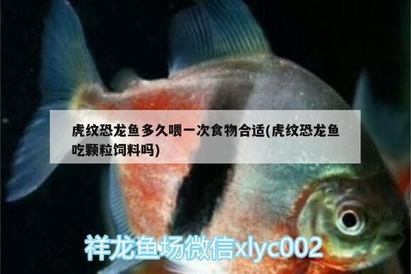 虎紋恐龍魚多久喂一次食物，虎紋恐龍魚喂食頻率