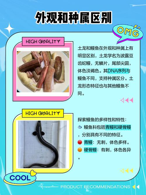 土龍魚的功效與作用圖片