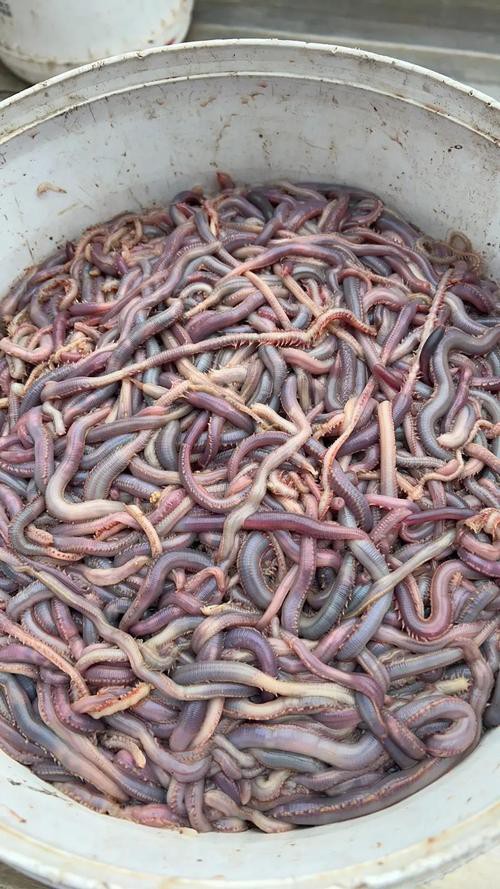 土龍魚的功效與作用圖片