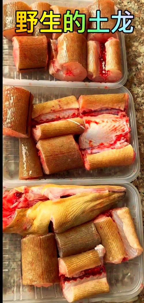 土龍魚的功效與作用圖片
